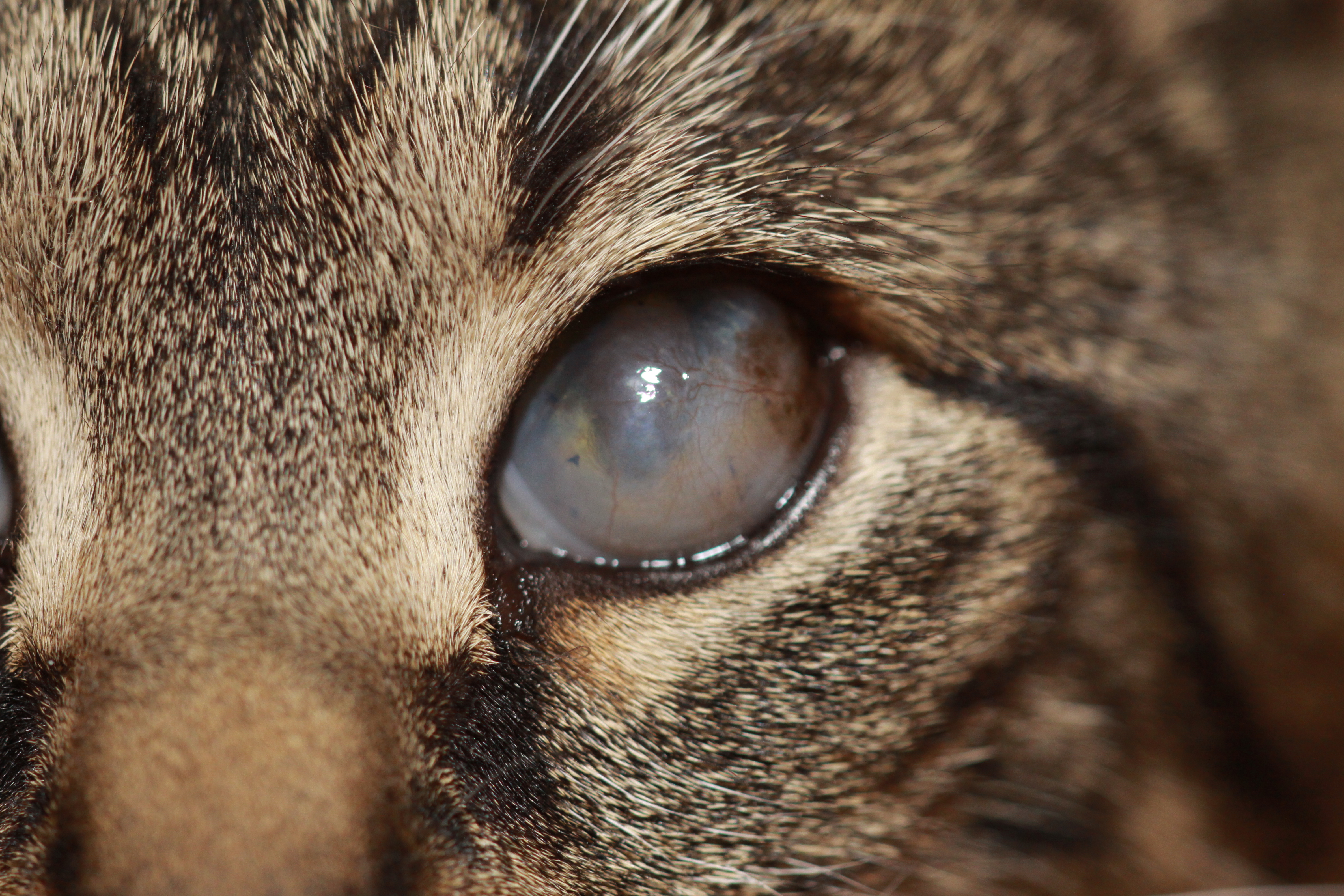 Хламидиоз кошачий глаз